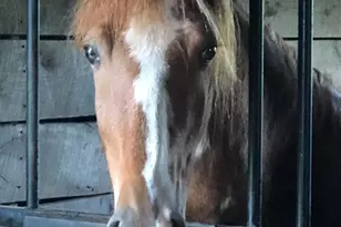 3959 Cobbler Mountain Rd, Delaplane, VA 20144 - Photo 88