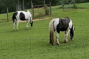 13206 Golden Dr, Sumerduck, VA 22742 - Photo 110