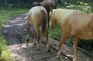 8487 Botha Rd, Warrenton, VA 20186 - Photo 62