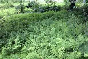 3850 Cobbler Mountain Rd, Delaplane, VA 20144 - Photo 108