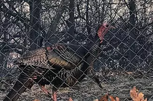 4562 Quail Run Dr, Marshall, VA 20115 - Photo 30