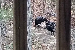 4562 Quail Run Dr, Marshall, VA 20115 - Photo 32