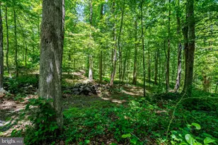 4645 Morgans Bluff Dr, Marshall, VA 20115 - Photo 46