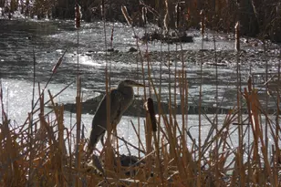 313 Beaver Trail, Winchester, VA 22602 - Photo 66