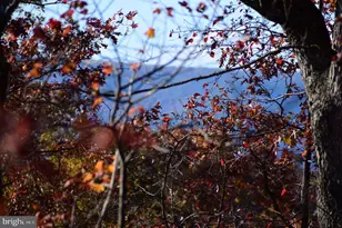 152 44 Acres Lot 2 Laurel Grove Rd, Winchester, VA 22602 - Photo 6