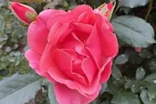 119 Foxglove Dr, Winchester, VA 22602 - Photo 78