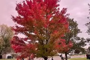 119 Foxglove Dr, Winchester, VA 22602 - Photo 64