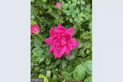 119 Foxglove Drive, Winchester, VA 22602 - Photo 72