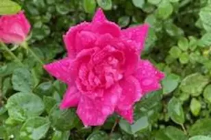 119 Foxglove Dr, Winchester, VA 22602 - Photo 72