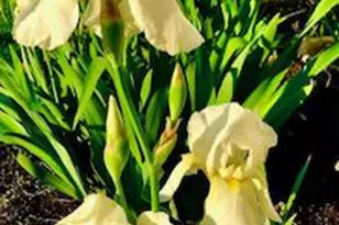 119 Foxglove Dr, Winchester, VA 22602 - Photo 70