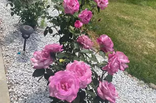 530 Laurel Grove Rd, Winchester, VA 22602 - Photo 106