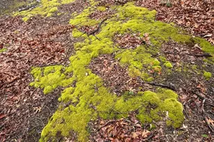 610 Puma Trail, Winchester, VA 22602 - Photo 26