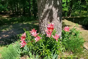 323 S Timber Ridge Rd, Cross Junction, VA 22625 - Photo 10