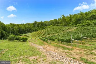 1309 Redland Rd, Cross Junction, VA 22625 - Photo 84