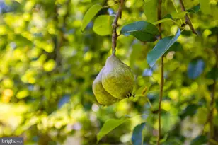 548 River Bend Rd, Great Falls, VA 22066 - Photo 4