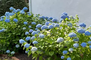 6009 Jennings Ln, Springfield, VA 22150 - Photo 6