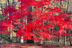 2201 Nobehar, Vienna, VA 22181 - Photo 18