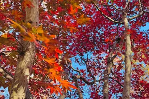 2201 Nobehar, Vienna, VA 22181 - Photo 16