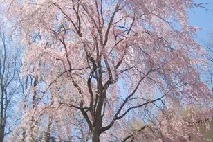 2201 Nobehar Dr, Vienna, VA 22181 - Photo 36