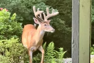 2007 Spring Branch Dr, Vienna, VA 22181 - Photo 90