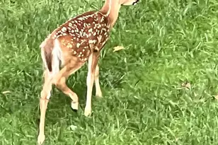 2007 Spring Branch Dr, Vienna, VA 22181 - Photo 86