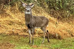 2007 Spring Branch Dr, Vienna, VA 22181 - Photo 88