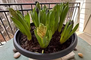 1334 Garden Wall Cir, Reston, VA 20194 - Photo 2