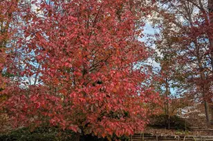 7580 Woodstown Dr, Springfield, VA 22153 - Photo 42