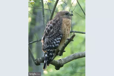 2205 Paul Spring Road, Alexandria, VA 22307 - Photo 118