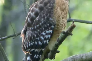 2205 Paul Spring Rd, Alexandria, VA 22307 - Photo 118