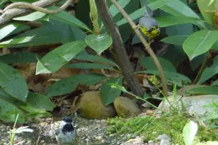 2205 Paul Spring Rd, Alexandria, VA 22307 - Photo 116