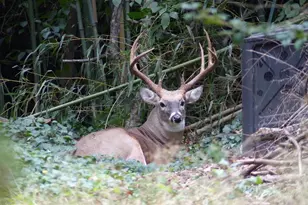 2205 Paul Spring Rd, Alexandria, VA 22307 - Photo 88