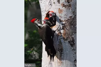 2205 Paul Spring Road, Alexandria, VA 22307 - Photo 120