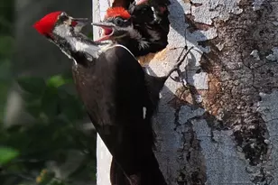 2205 Paul Spring Rd, Alexandria, VA 22307 - Photo 120