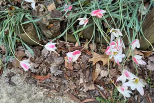 13855 Laura Ratcliff Ct, Centreville, VA 20121 - Photo 56