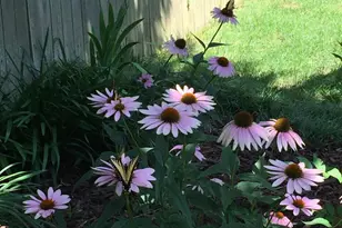 7121 Red Horse Tavern Ln, Springfield, VA 22153 - Photo 8