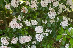 7121 Red Horse Tavern Ln, Springfield, VA 22153 - Photo 10