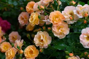 5408 Heatherford Ct, Fairfax, VA 22030 - Photo 70