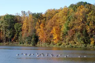 5342 Guinea Rd, Fairfax, VA 22032 - Photo 50