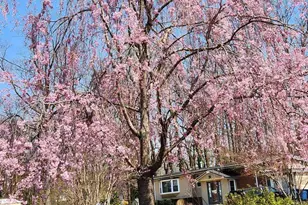 7403 Carmine St, Annandale, VA 22003 - Photo 46