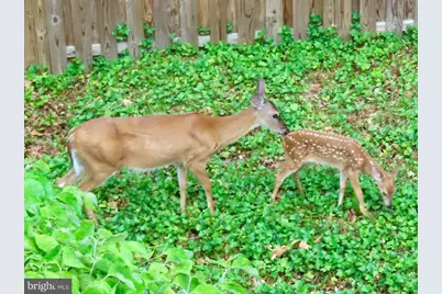 2519 Buckelew Drive, Falls Church, VA 22046 - Photo 34