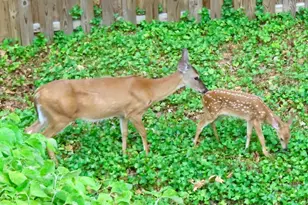 2519 Buckelew Dr, Falls Church, VA 22046 - Photo 34
