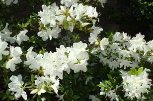 6319 Fenestra Ct, Burke, VA 22015 - Photo 52