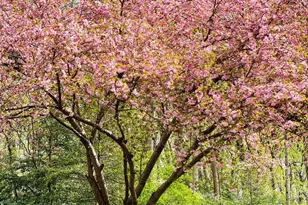 10223 Cedar Pond Dr, Vienna, VA 22182 - Photo 48