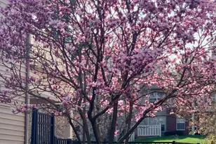 1702 Ascot Way, Reston, VA 20190 - Photo 6