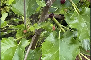 4035 Taylor Dr, Fairfax, VA 22032 - Photo 50