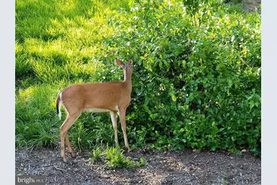 5902 Mount Eagle Drive #801, Alexandria, VA 22303 - Photo 38