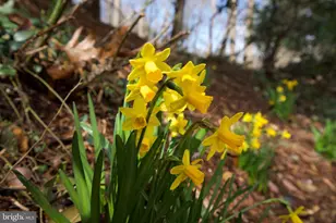 7204 Regent Dr, Alexandria, VA 22307 - Photo 40