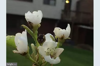 513 Springvale Road, Great Falls, VA 22066 - Photo 94