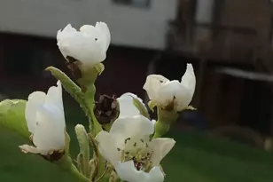 513 Springvale Rd, Great Falls, VA 22066 - Photo 94